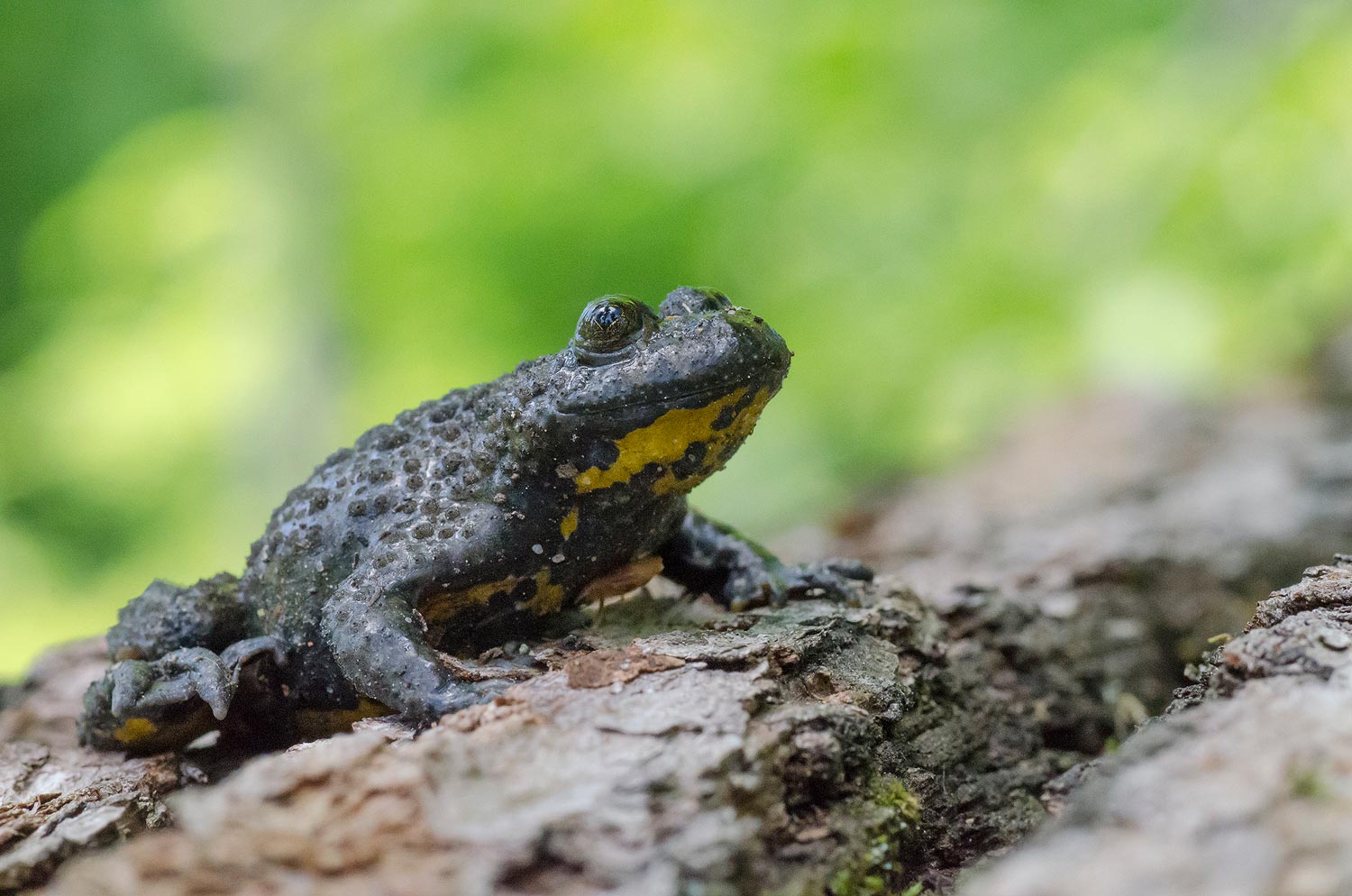 Le crapaud des forêts | Aurélien Zint