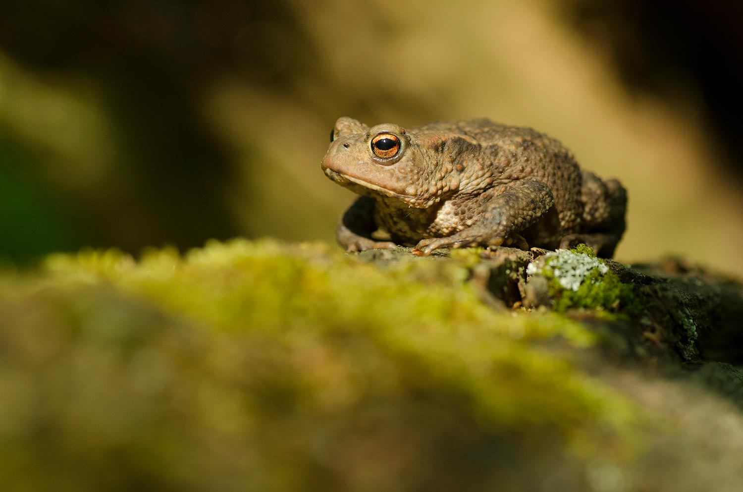 Crapaud | Aurélien Zint