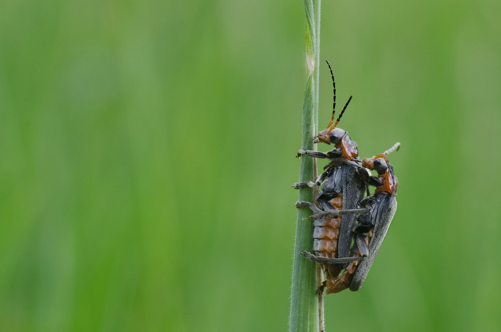 Couple d'insectes | Aurélien Zint