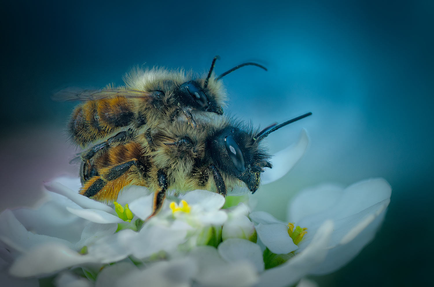 Couple d'abeilles | Aurélien Zint