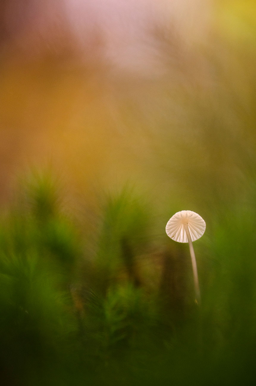 Petit Champignon | Aurélien Zint