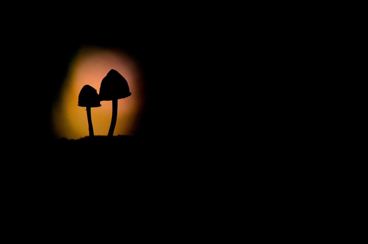 Duo de champignons | Aurélien Zint