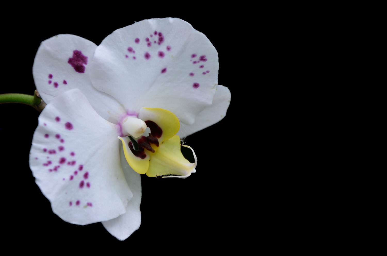 OrchidÃ©e | Aurélien Zint