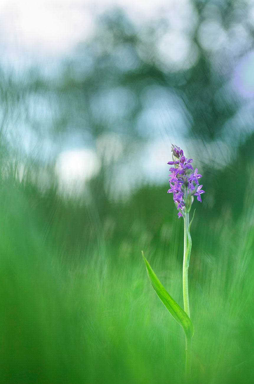 OrchidÃ©e Sauvage | Aurélien Zint