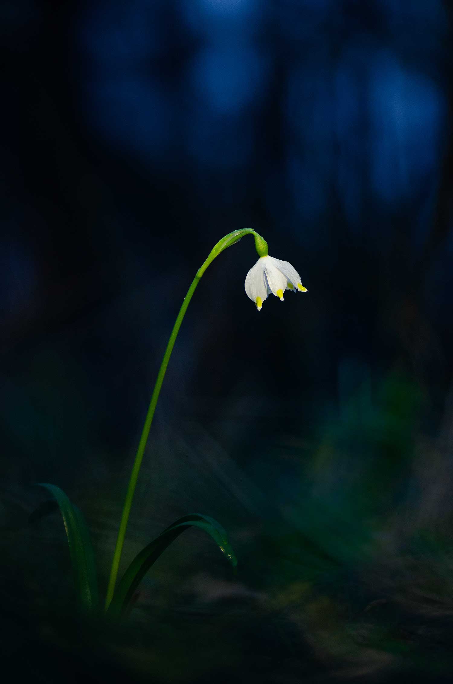 NivÃ©ole de printemps | Aurélien Zint