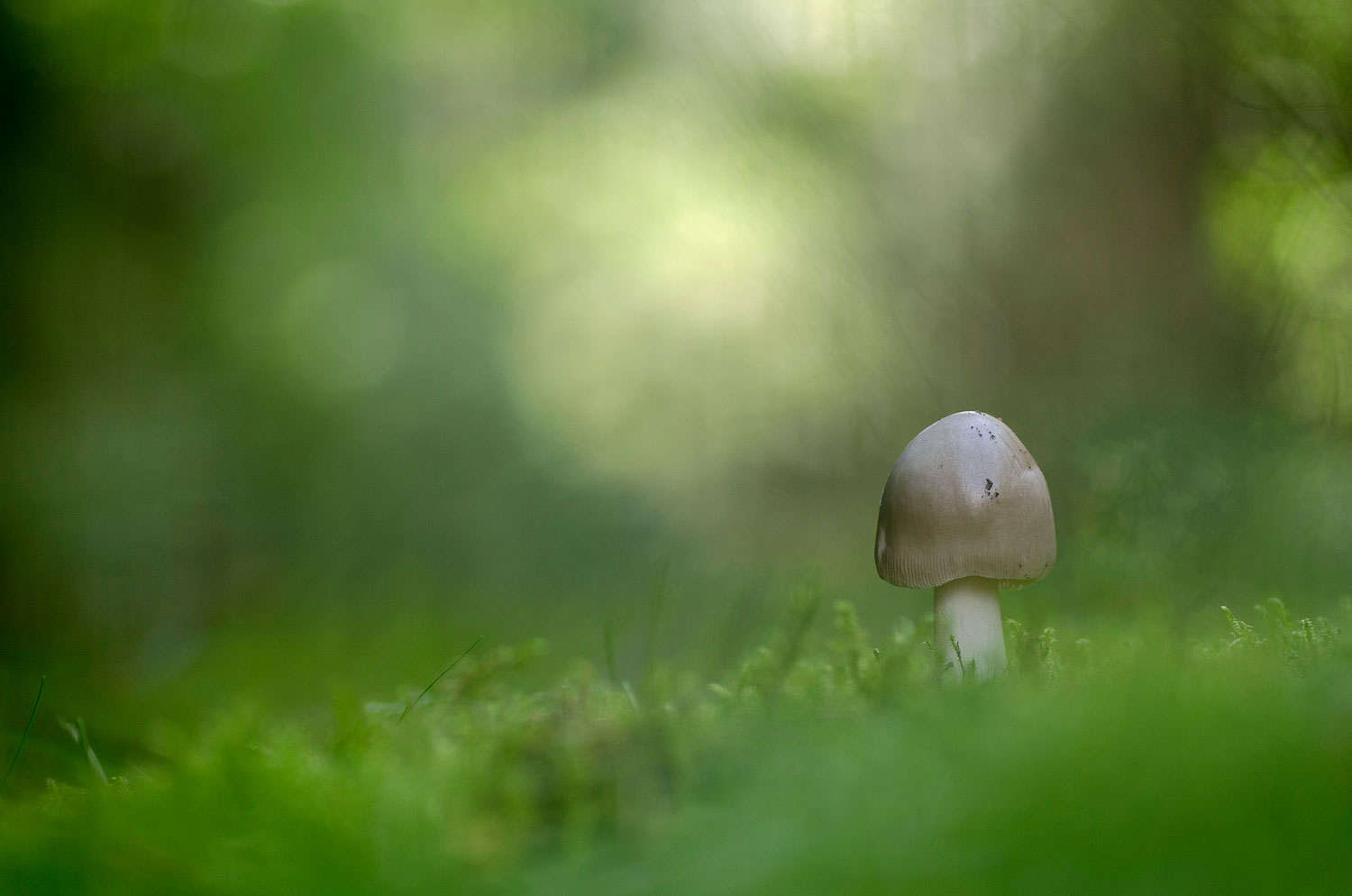 Champignon Solitaire | Aurélien Zint