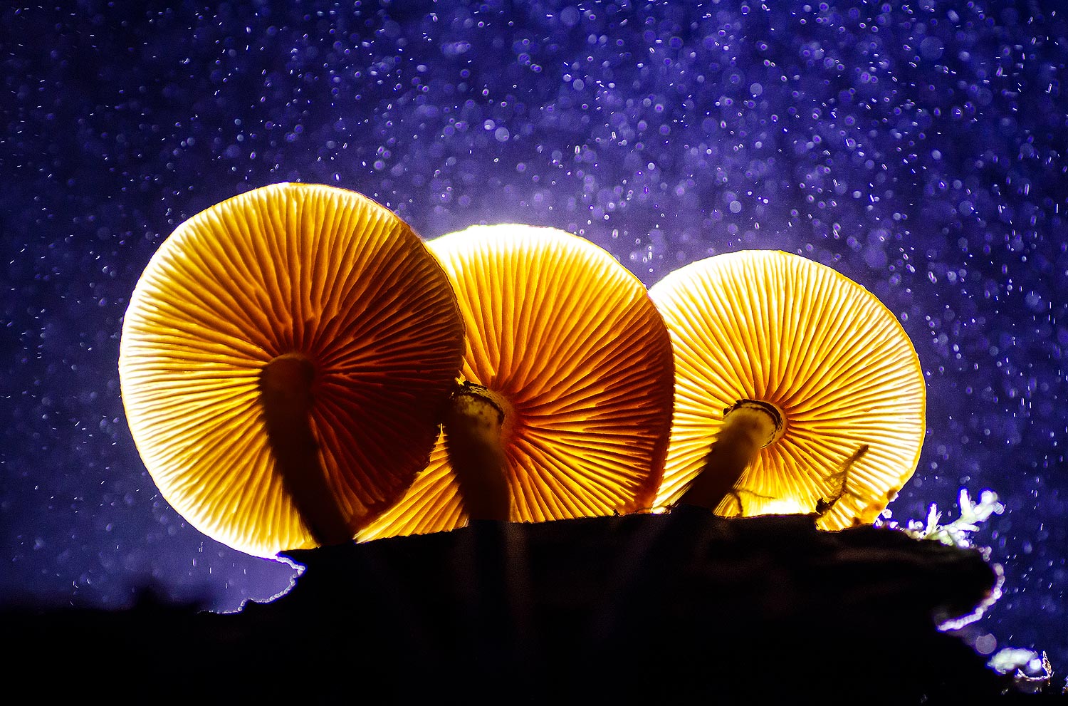 Champignons face Ã  la tempÃªte | Aurélien Zint