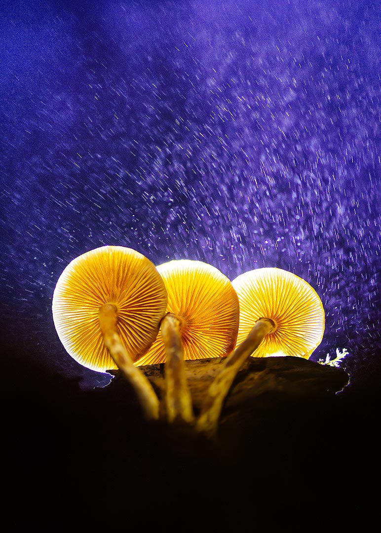 Champignons dorÃ©s | Aurélien Zint
