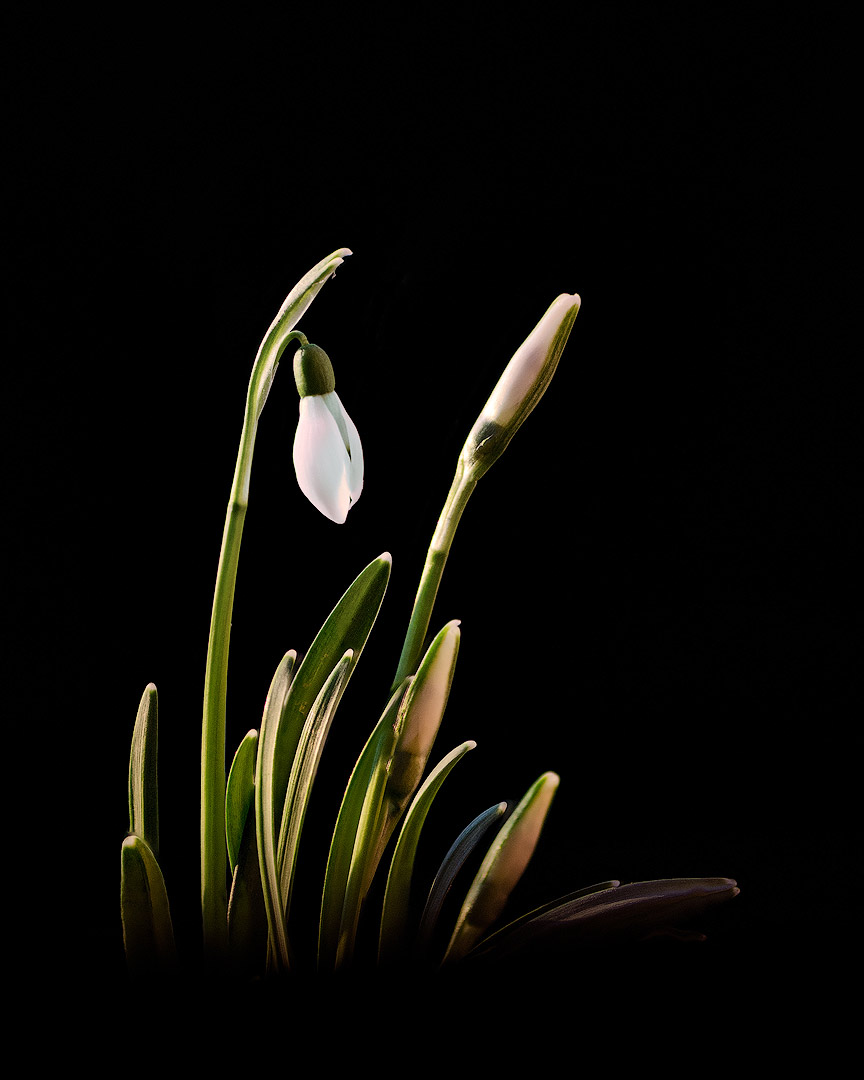 PremiÃ¨res fleurs | Aurélien Zint