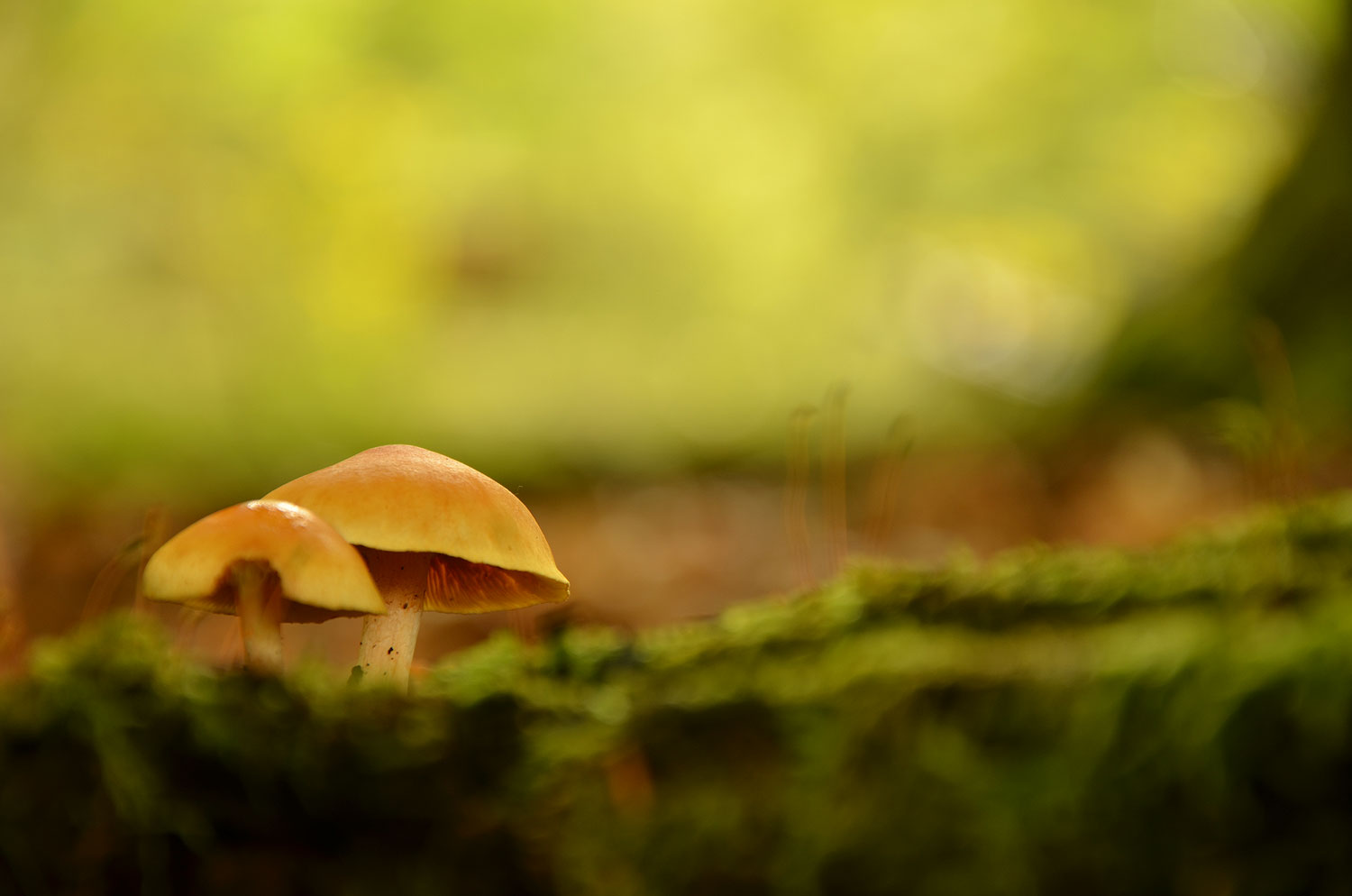 Duo de champignons | Aurélien Zint