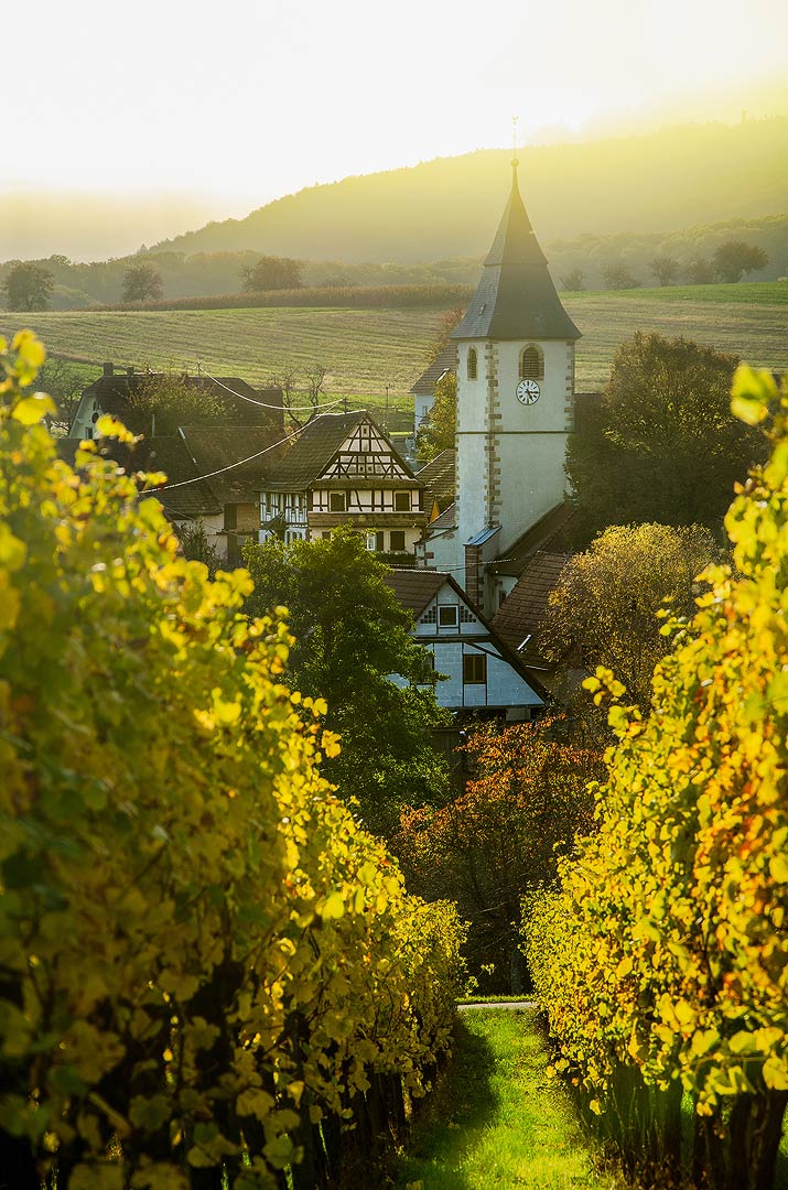 Les couleurs de l'automne en Alsace | Aurélien Zint