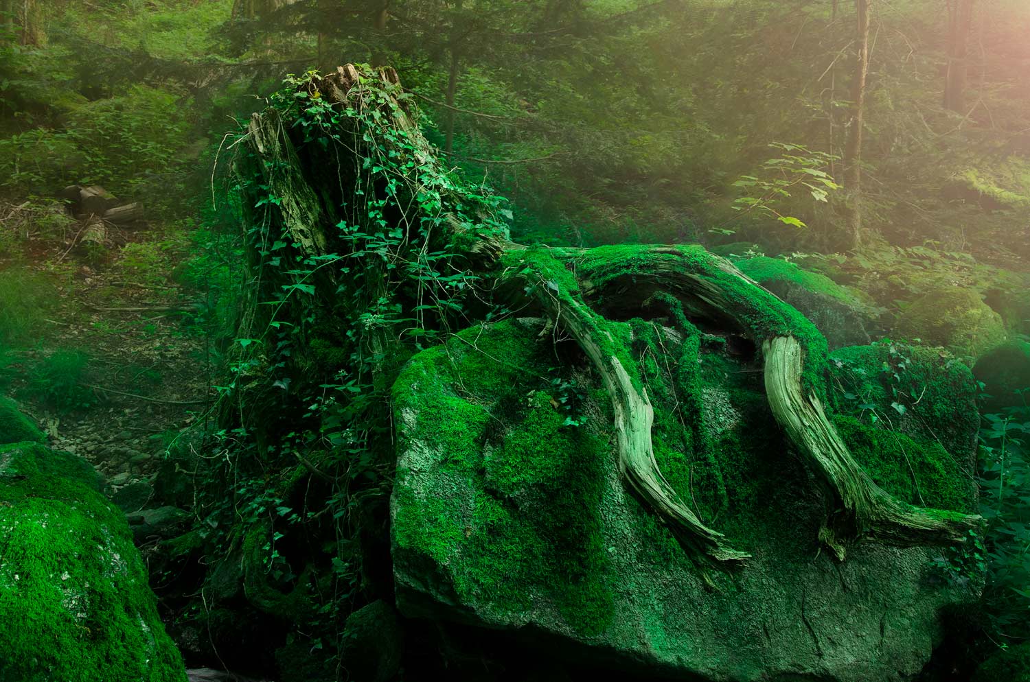 La pieuvre des forêts | Aurélien Zint