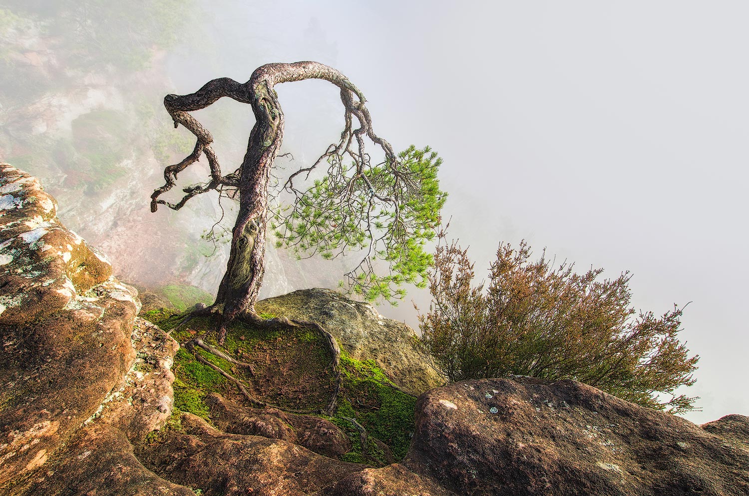 Le bonsaï dans la brume | Aurélien Zint